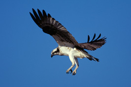 ..::Osprey::..